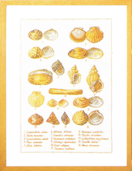 Broderikit Musselskal 41 x 56 cm 5676
