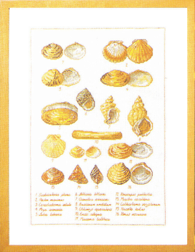 Broderikit Musselskal 41 x 56 cm 5676