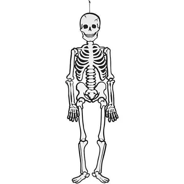 Skelett, 120 cm, 300 g, 1 st